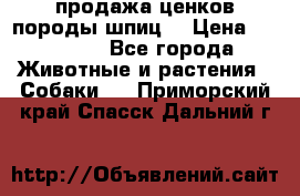 продажа ценков породы шпиц  › Цена ­ 35 000 - Все города Животные и растения » Собаки   . Приморский край,Спасск-Дальний г.